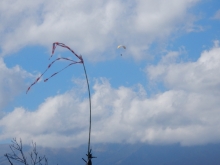 paragliding-holidays-olympic-wings-greece-2016-173