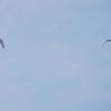 paragliding-holidays-olympic-wings-greece-2016-093